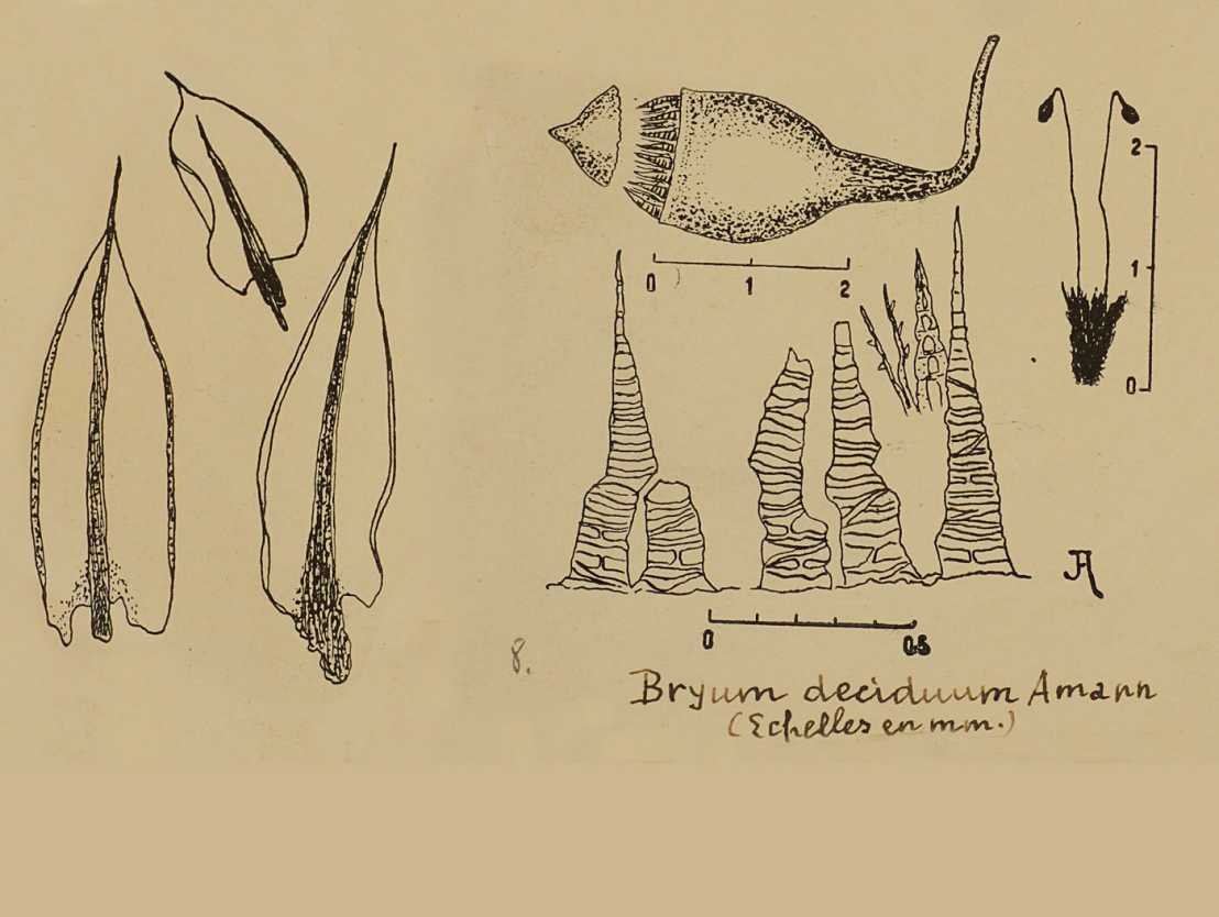 Detailzeichnung einer neu beschriebenen Moosart der Herbarien der Universität und der ETH Zürich.